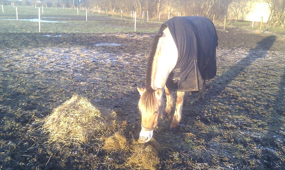 Solhøjgården´s Frej d. 21 december <3333333 billede 2