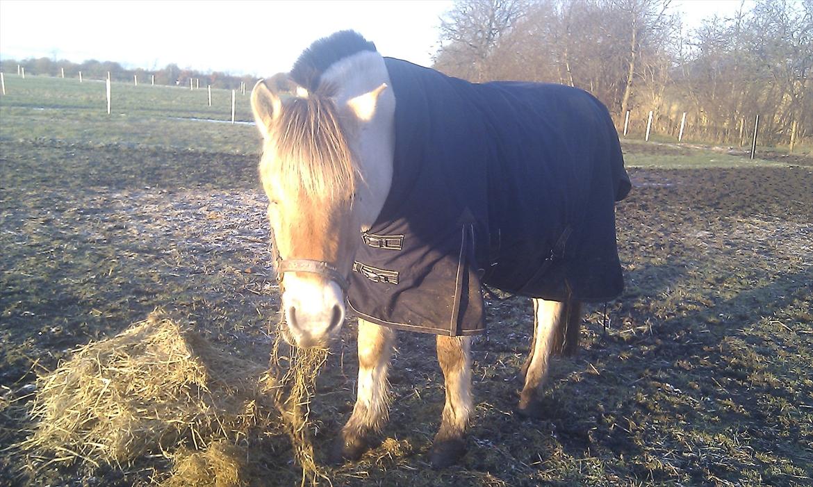 Solhøjgården´s Frej d. 21 december <3333333 billede 3