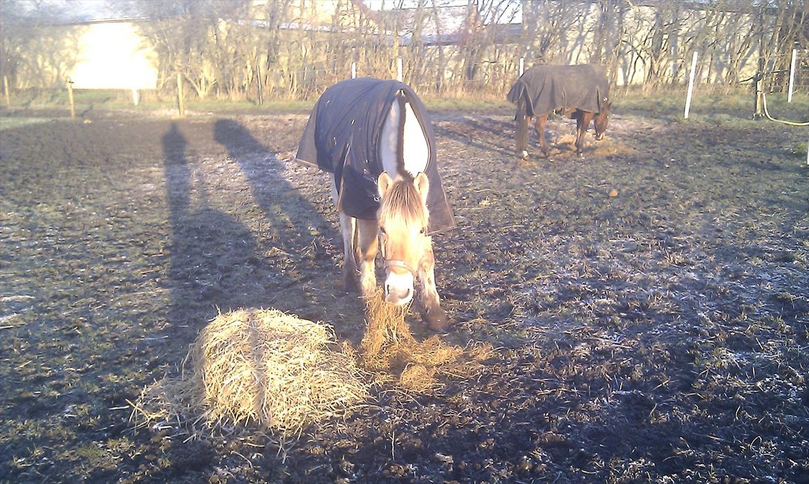 Solhøjgården´s Frej d. 21 december <3333333 billede 4