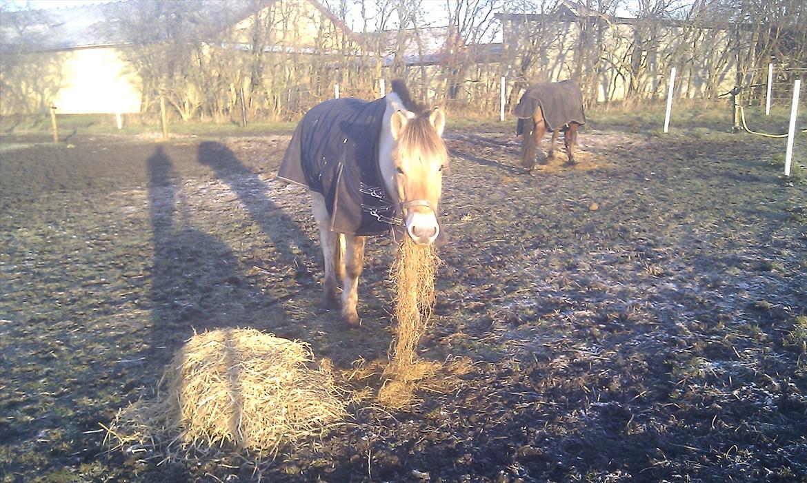 Solhøjgården´s Frej d. 21 december <3333333 billede 5