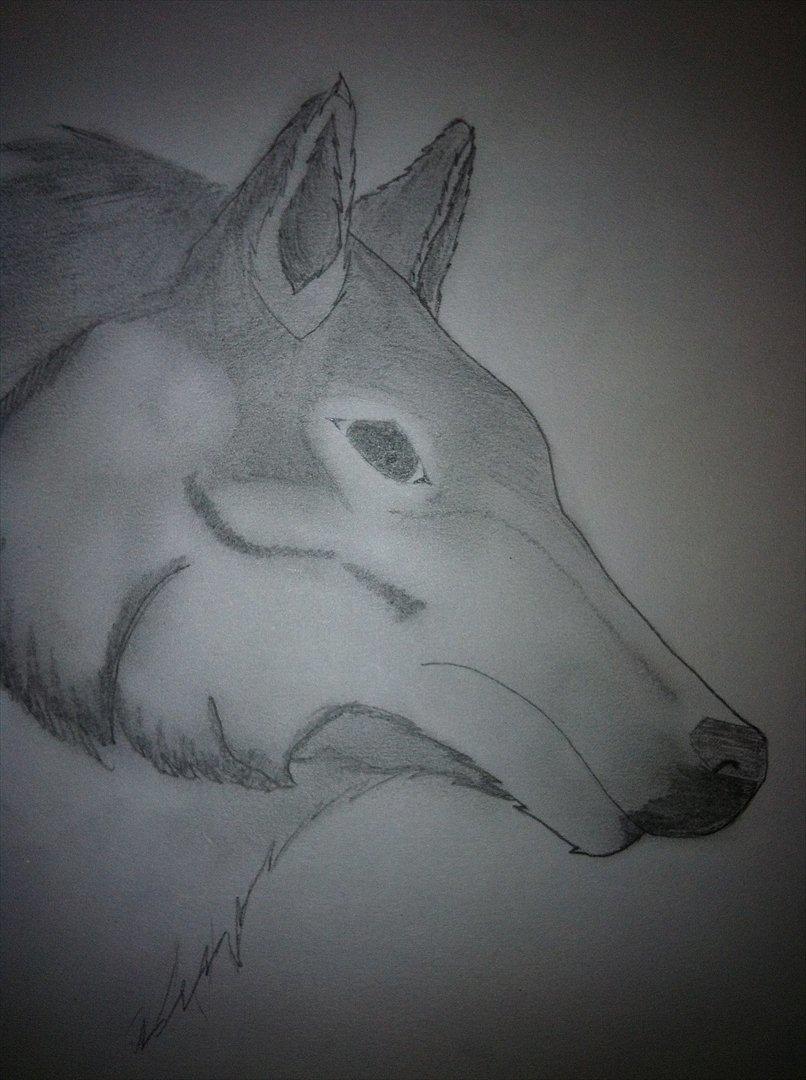 andre tegninger - Wolf billede 11