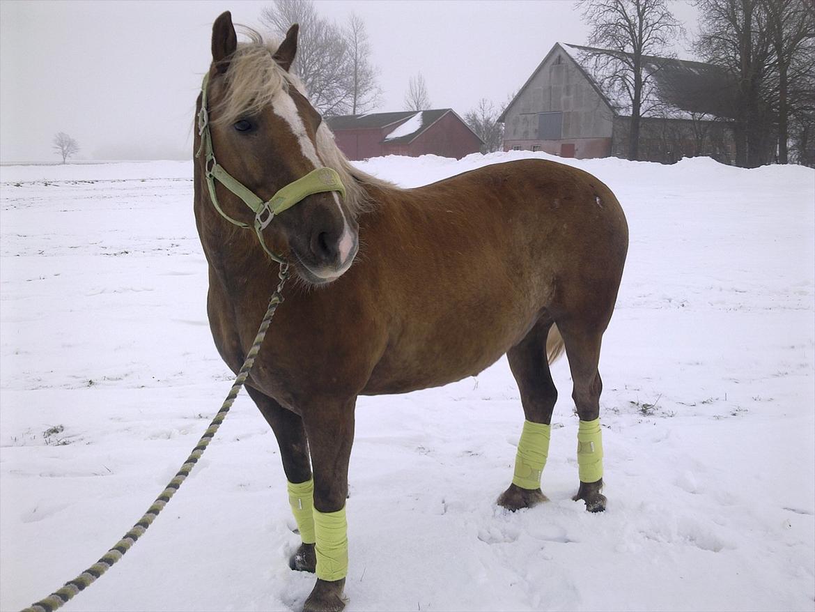 lidt forskellige billeder af hestene:) - Xander med sine ny bandager på :) billede 1