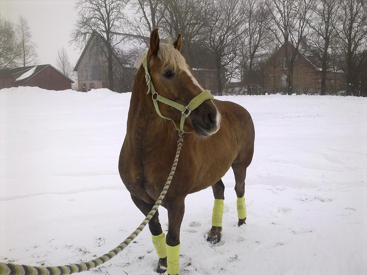 lidt forskellige billeder af hestene:) billede 2