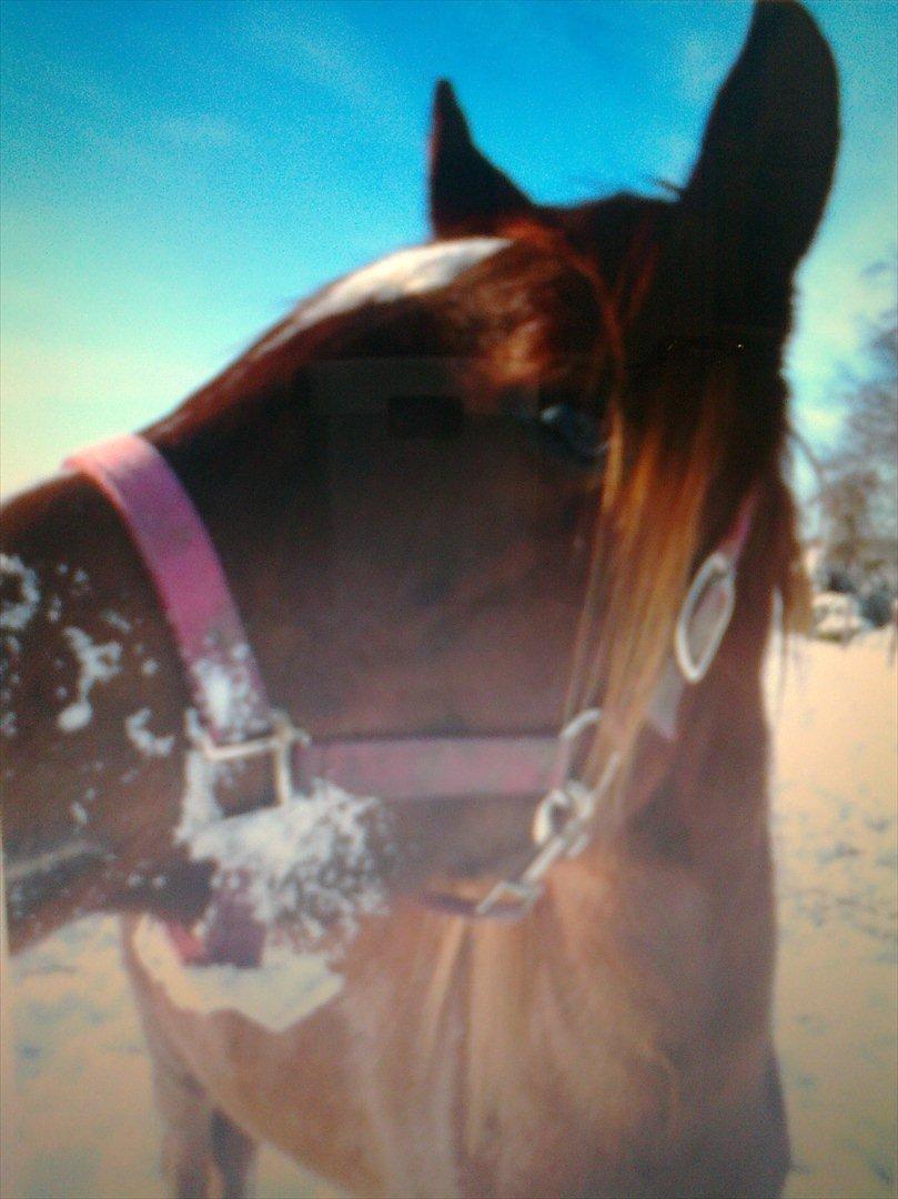 lidt forskellige billeder af hestene:) - Golden Pegasus Cassiopeia:) billede 3