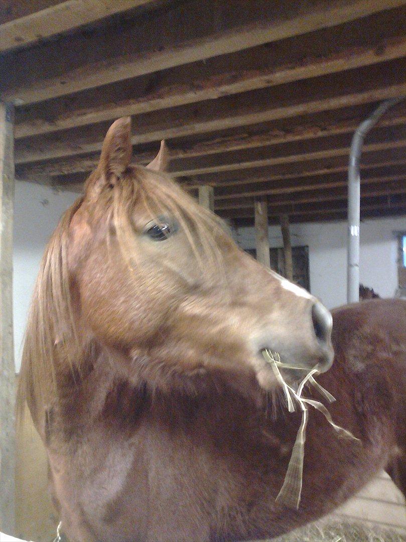 lidt forskellige billeder af hestene:) - Golden.P Cassiopeia billede 4