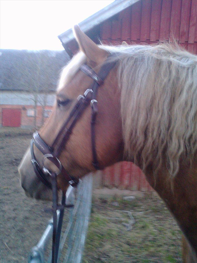 lidt forskellige billeder af hestene:) - Xander med sit nye hovedtøj på :) billede 6