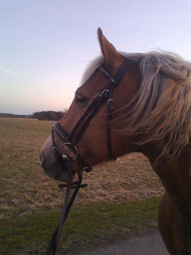 lidt forskellige billeder af hestene:) billede 7