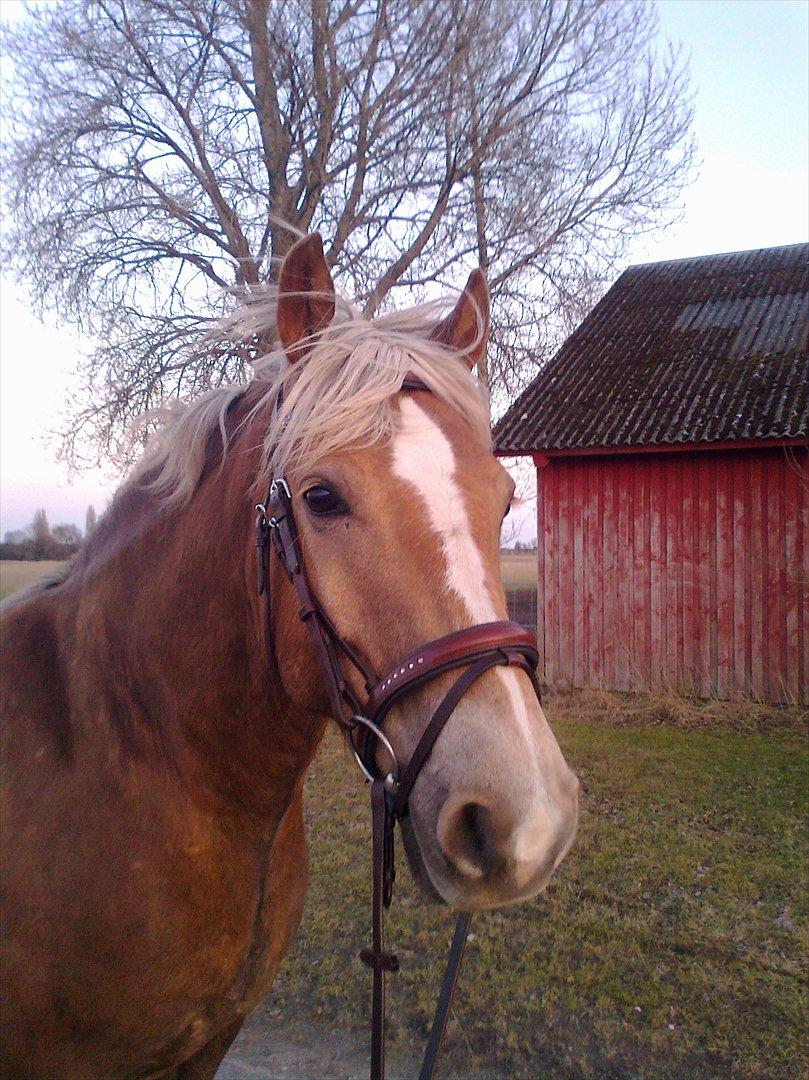 lidt forskellige billeder af hestene:) billede 8