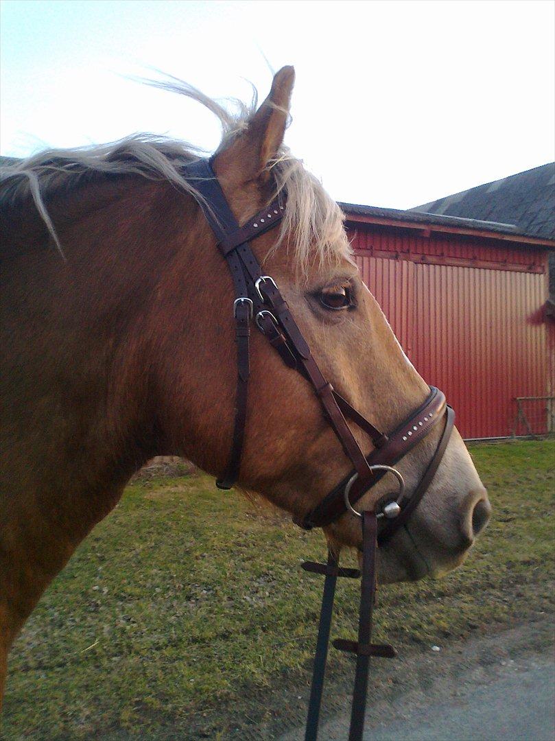lidt forskellige billeder af hestene:) billede 9