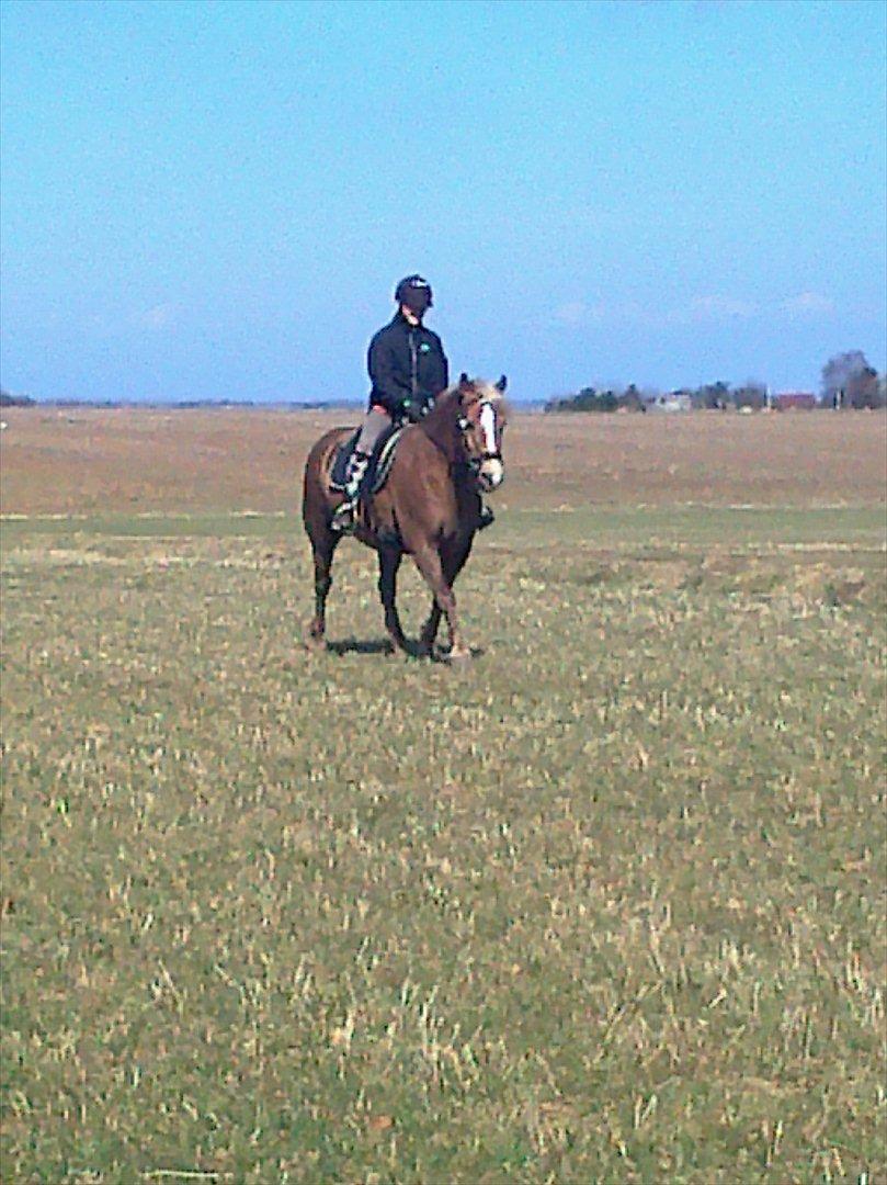 lidt forskellige billeder af hestene:) - Ida og Xander:) billede 10