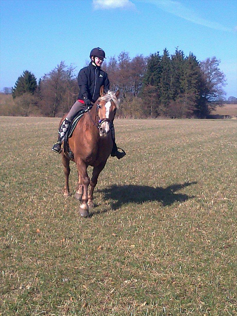 lidt forskellige billeder af hestene:) billede 11