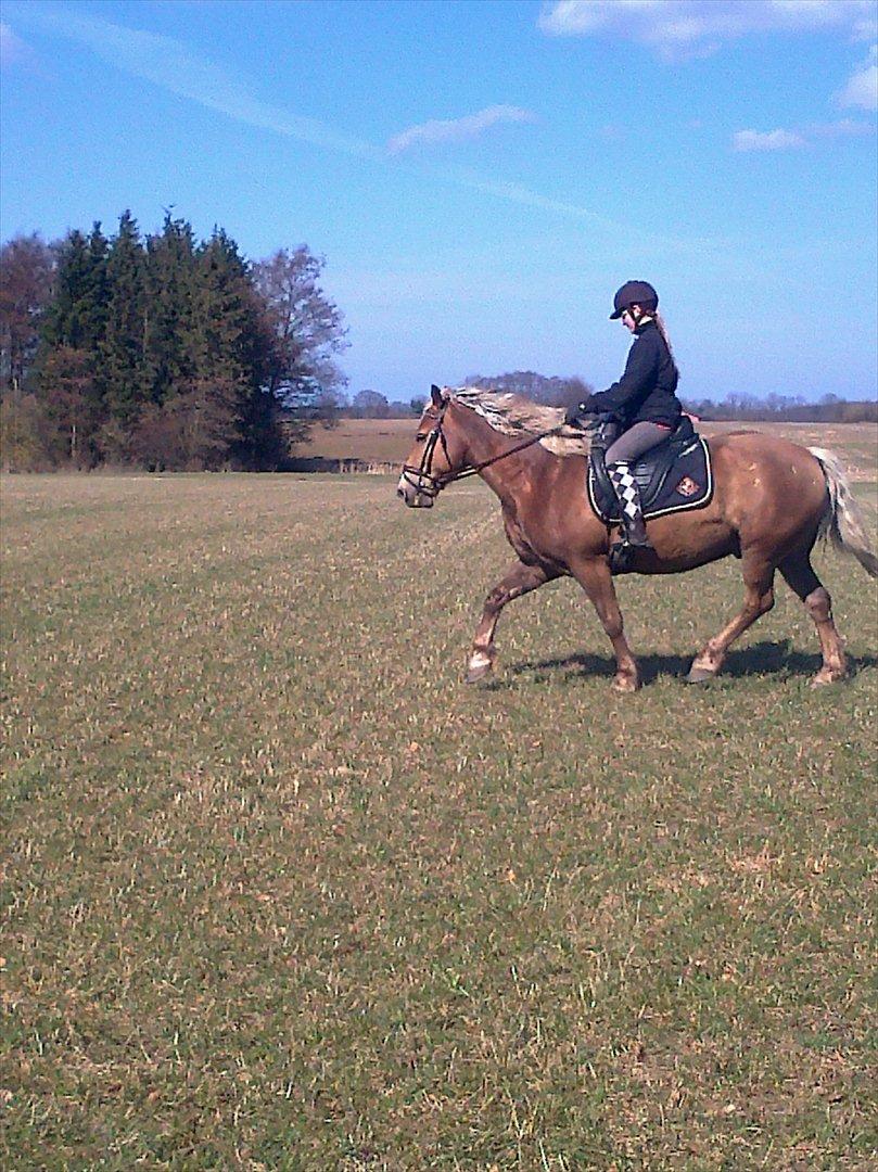 lidt forskellige billeder af hestene:) billede 12