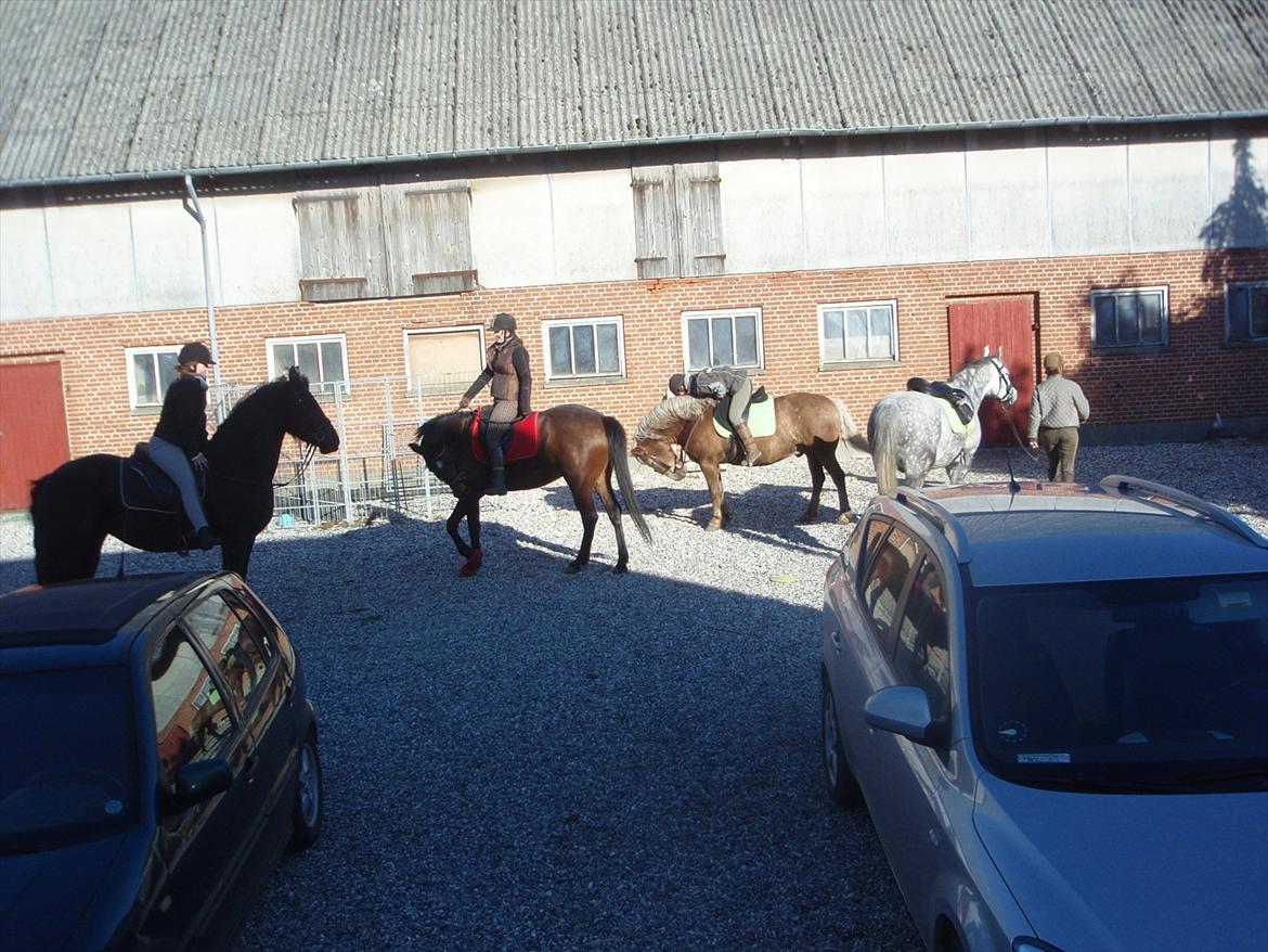 lidt forskellige billeder af hestene:) - på vej ud og ride, en dejlig lang ridetur:) billede 13