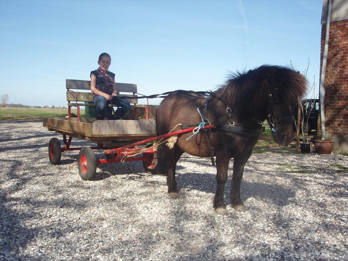 lidt forskellige billeder af hestene:) - Lille per for vogn billede 14