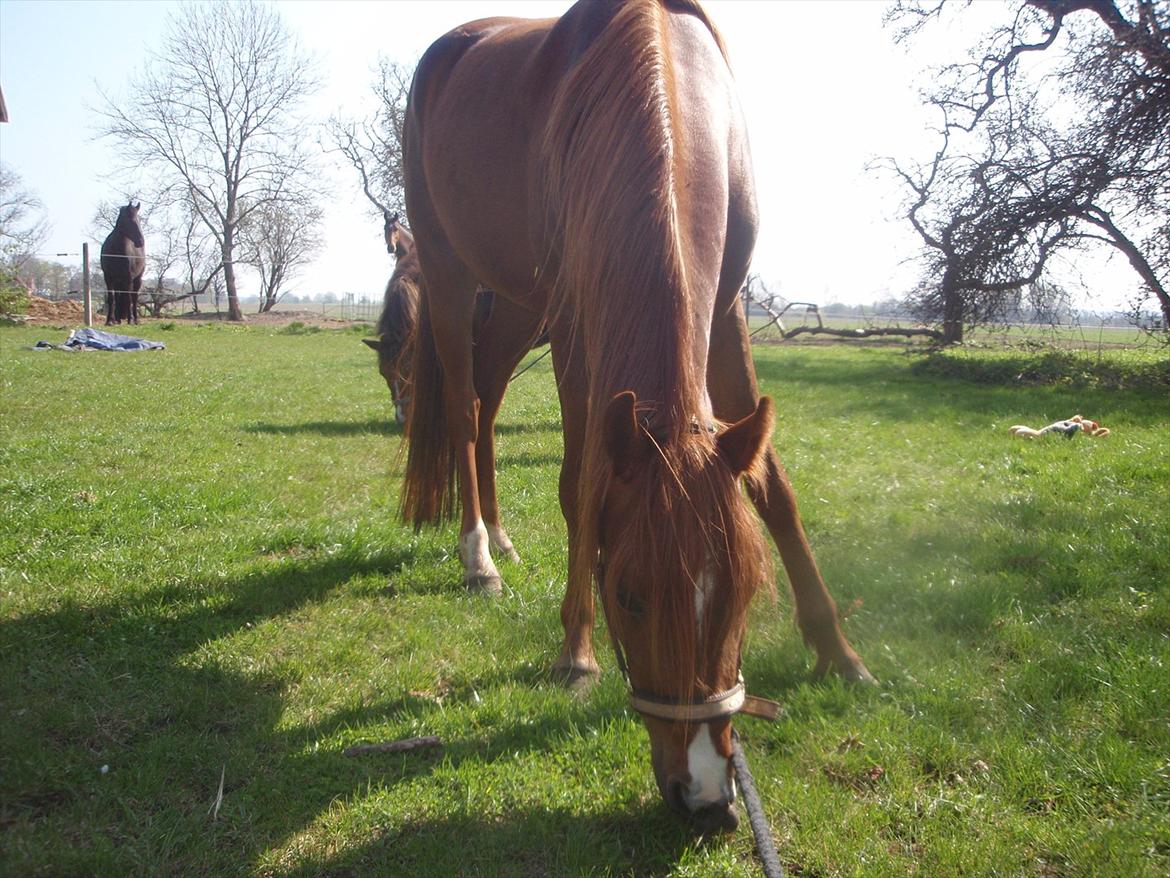 lidt forskellige billeder af hestene:) - Golden Pegaus Cassiopeia:) billede 17