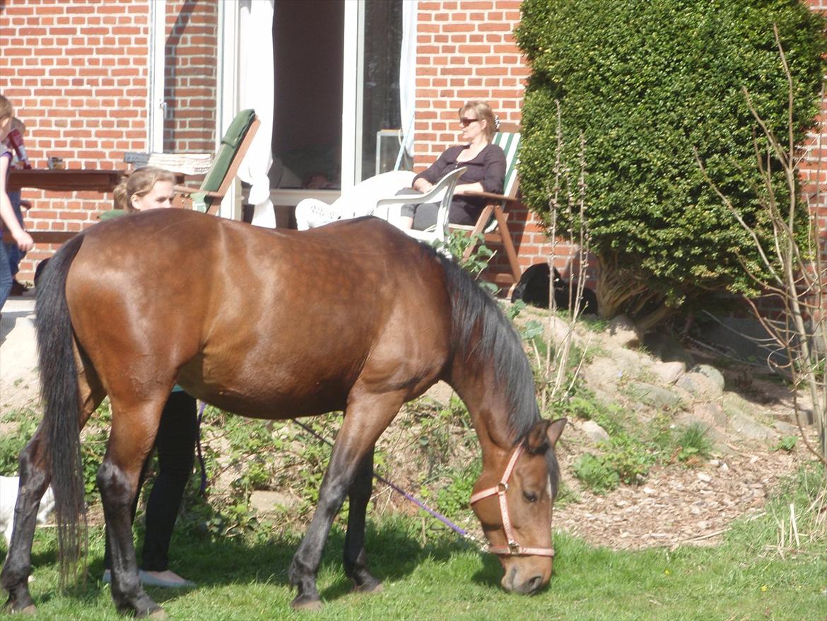 lidt forskellige billeder af hestene:) - Naja:) billede 18