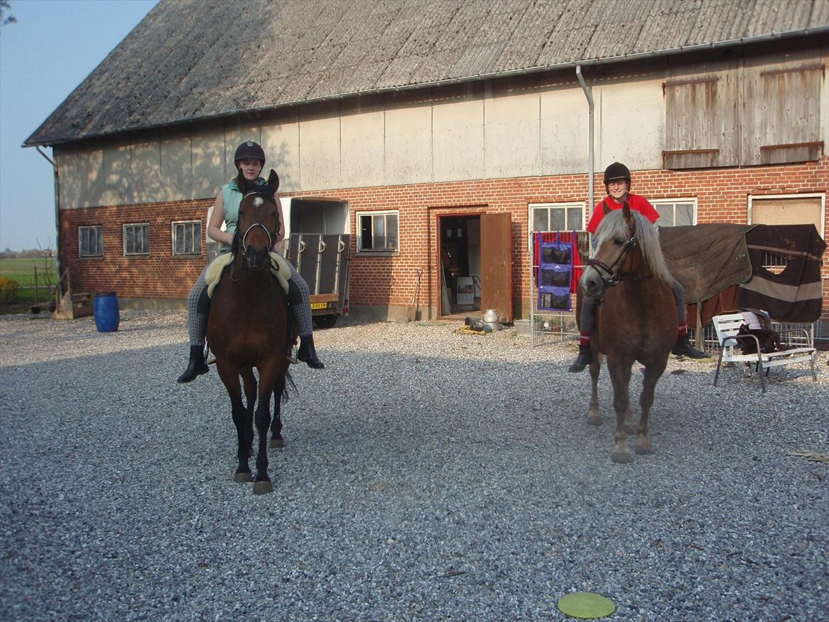lidt forskellige billeder af hestene:) - Naja og Emma, Xander og Ida:) billede 19