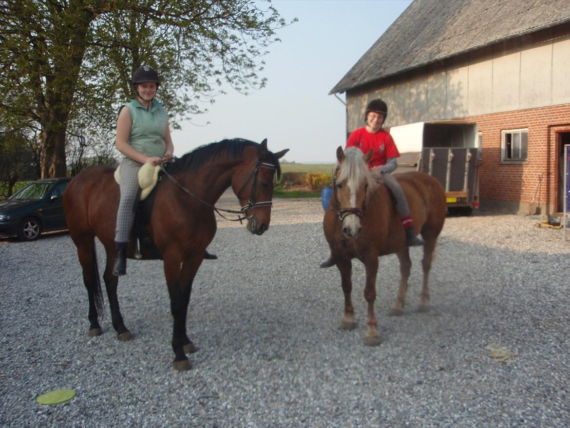 lidt forskellige billeder af hestene:) billede 20