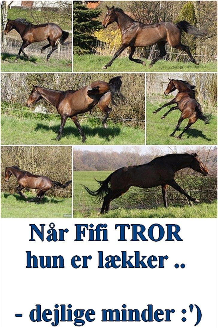 50 dage på hestegalleri :) - Dag 35: Et billede der altid får dig til at grine - FIFI!! Hun er noget for sig! <33
- til folk, der ikke kender hende: Hun er en meget speciel hest som er solgt nu. Hun er meget uheldig, og det har resluteret i hun har fået en drage i hovedet.. Hun kan ikke lide at man rør hendes ører, så derfor skal man skille trensen ad, når hun skal have den på. Hvis der er noget hun ikke forstå, så bakker hun. Her i efteråret 2011 har hun bakket ned i en dyb å, så hun faldt baglæns.. xD (der skete ikke noget) billede 35