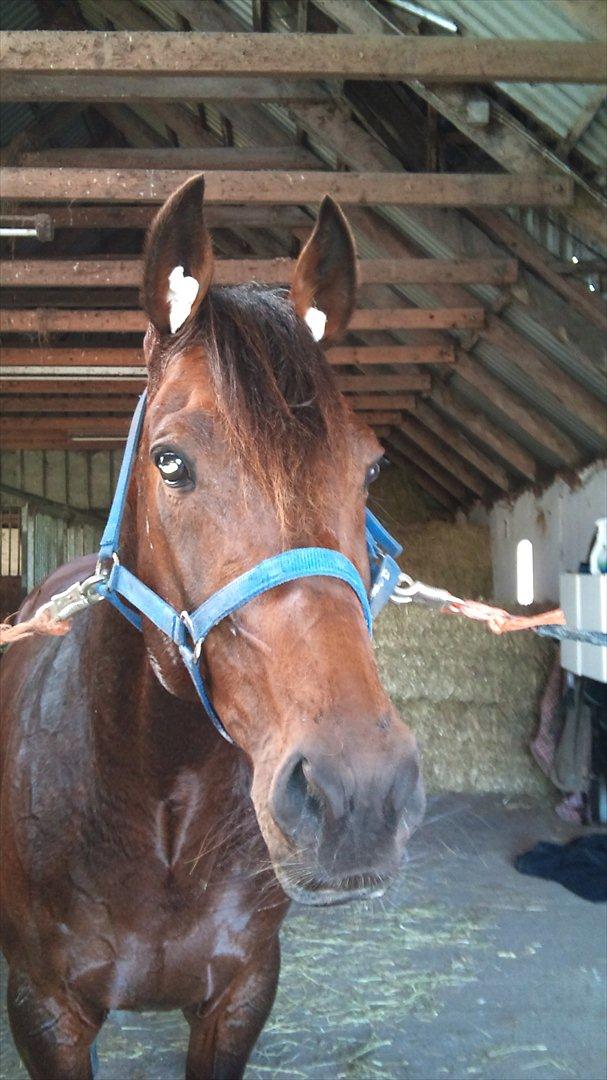 Vores billedebog. - Dette er det første billede jeg nogensinde har taget af ham. På dette billede er han ikke engang min xD Men vi har en lidt anderledes historie end "normale" hesteejere ;-)
Det hele startede med, at min søster skulle have tilkørt hendes shetlænder, Kurt. Vi kørte ham over til en, der har travheste, og som tilkører heste, Torben Hovgaard. Efter nogle gange, kom vi til at snakke om, at det kunne være sjovt at arbejde med travheste. Også arrangerede han, at jeg kunne prøve det. Der var en hingst, som han skulle træne op igen til løb. Hingsten havde stået stille i 2 år, grundet noget sygdom. Hingsten havde vundet 122.000kr i travløb, og ejerene ville gerne have ham igang med løbene igen. Så jeg fik lov til at stå for ridetræningen af denne hingst. Ridetræningen gik bedre og bedre, og han forbedrede sig mere og mere for hver gang jeg trænede ham. Vi satte ham i 2 prøveløb, hvor han vandt det andet. Jeg var med ham til løb hver gang, og passede ham. Men da han så skulle ind og løbe om penge, var det som om han ikke gad. Han mistede lidt efter lidt lysten til at løbe løb. Under træningen var han helt fantastisk og samme under opvarmningen, men så snart han kom bag startvognen, gik gnisten af ham. Han løb, så han kunne følge med, men han gjorde ikke mere end det. Ejerene ville så have ham aflivet, da de ikke kunne bruge en hest, som ikke gad løbe mere. Torben Hovgaard mente det var synd, at lade sådan en hest gå til spilde og bare blive aflivet, så han fiksede det sådan, at jeg kunne få ham gratis, hvis jeg ville ofre penge på, at få ham kastereret. Jeg var ellevild. Men på det tidspunkt stod jeg allerede med en anden hest. Candy. Hun var gammel. Hun var sat til salg, fordi jeg var for stor til hende. Hun blev solgt for 2500kr, også snakkede jeg med min mor om hingsten, også sagde hun god for den. Denne hingst, som jeg aldrig havde troet jeg kom til at eje, blev så min d. 3/5-2011, og blev kastereret d. 5/5-2011. Han er nu min bedste ven <3 Han blev starten på et helt nyt, spændende og udfordrende eventyr :-D
Dette billede er fra en af de første gange, hvor jeg trænede ham. Det er forresten vat han har i øerne x) billede 2