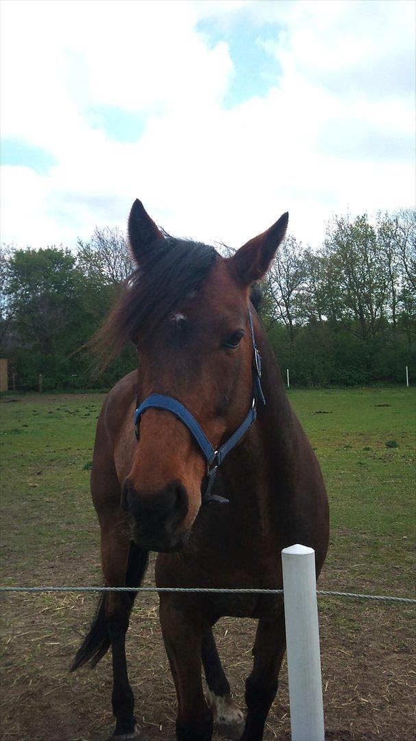 Vores billedebog. - Dette er det første billede af ham, hvor jeg kunne kalde ham "min hest" :-D Her på billedet er han stadig hingst. Han står på dette billede ved Torben Hovgaard, hvor han blev kastereret og stod 14 dage efter kastrationen. :-D Vi er ofte på besøg ved dem :-)
Billedet er taget ca. 30min inden han blev vallak d. 5/5-2011 n_n  billede 3