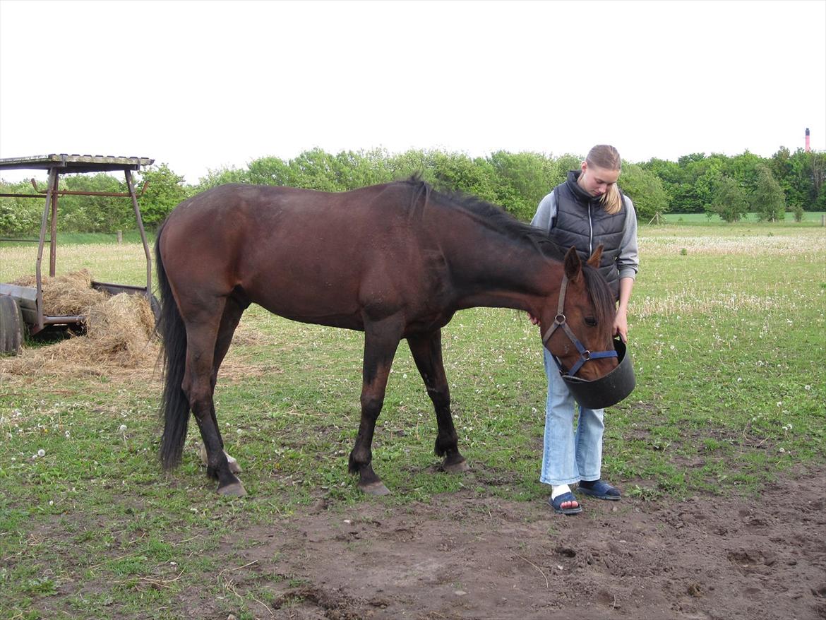 Vores billedebog. - Så kom han endelig, efter 3 uger, hjem til mig! :-D I de 3 uger, jeg havde ejet ham, havde han ikke stået hjemme. :-D Vi hentede ham om formiddagen i en trailer, og han gik bare så flot op, og stod helt stille! :-D
Så skulle jeg trække ham rundt på folden, så han viste hvor hegnet var, så han ikke løb direkte ind i det, eftersom der stod andre heste på den anden side. De var adskilt af en gang og to rækker hegn. Kaliber blev så bange for en motorsav, eller noget andet, og hopper forskrækket op i luften. Han træder så på min fod, som bliver kraftig forstuvet. xD
Dette billede er taget en eller to dage efter uheldet, og derfor er min fod bundet ind. Men jeg ville ud til min hest, så det kom jeg ;-) billede 4