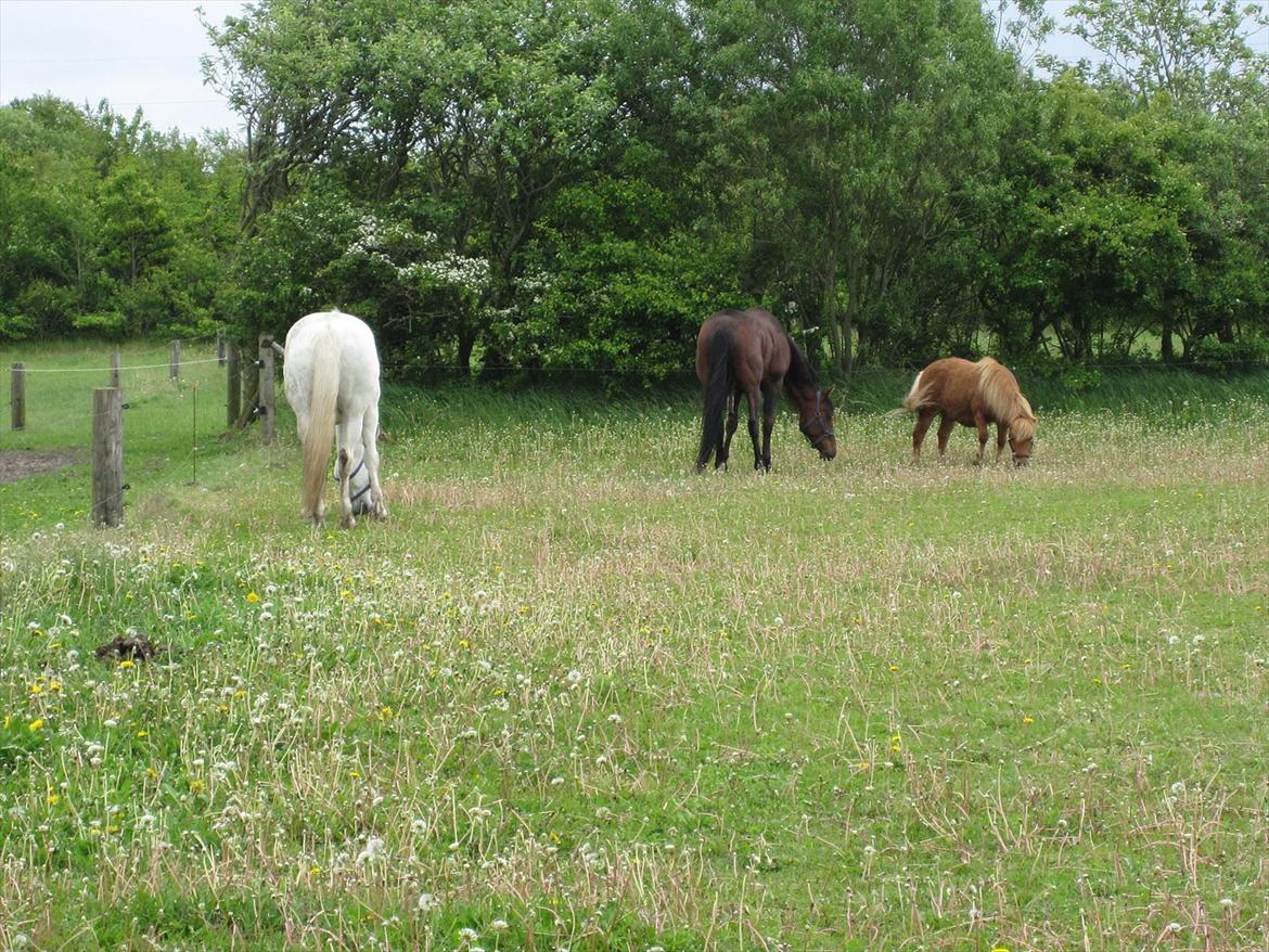 Vores billedebog. - Kaliber blev så lukket sammen med Prins (skimlen) og Kurt (shetlænderen). Det gik super fint, og der var ikke ret mange hvin. Kurt blev dog lidt efter, sat på en slanke-fold ;-) billede 5