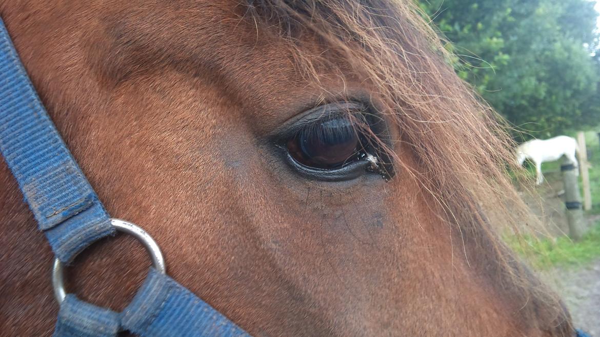 Vores billedebog. - Den sidste skoledag, inden sommerferien, efter skolen, tog jeg ud i stalden, for at se til min hest, inden jeg tog på ferie. Så kommer jeg derud, og han er helt hævet op i hovedet. I panden og på næseryggen. (Næseryggen kan anes på dette billede). Så dyrlægen bliver tilkaldt, og vi får noget at smørre ham i, som skulle fjerne hævelsen :-) billede 6