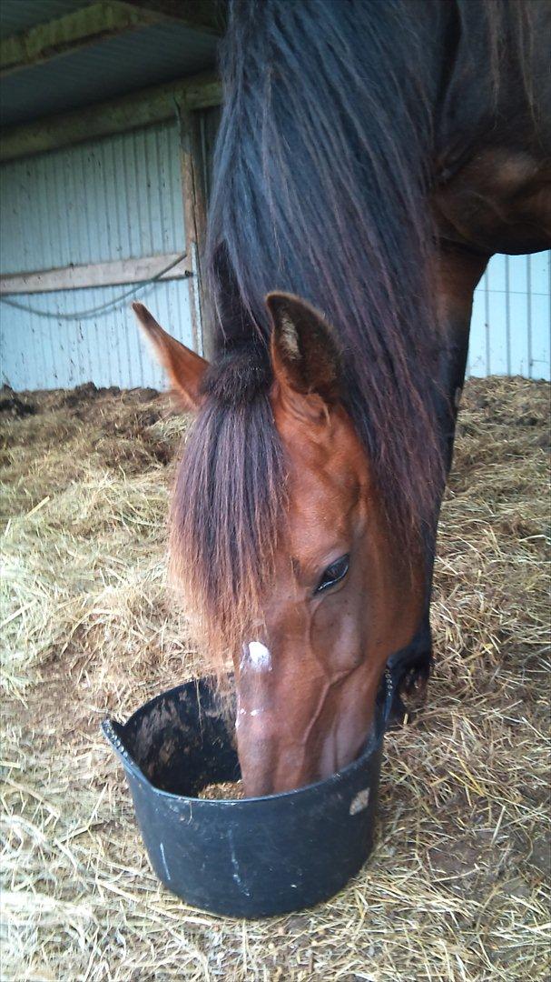 Vores billedebog. - Så kom jeg hjem fra ferie. Kaliber var blevet sat på fold med en hoppe, så de gik nu 3 sammen ;-) Det var gået utrolig godt. Men så en dag, hvor jeg trak Prins ud af folden, for at ride noget dressur på ham. Efter dressuren, sætter jeg Prins på folden, og går ud, for at hente Kaliber og hygge med ham. Men da jeg trækker ham ind, lægger jeg mærke til, at han bløder fra panden. Jeg fjerner hans pandelok, og får set, at det egentlig ikke bare er et lille sår. Jeg får fat på min søster, som tullede rundt med hendes shetlænder, Kurt, og får hende til at se på det. Så ringer jeg derefter til min mor, som var på arbejde. Vi begynder at vaske hans sår, og ser, at han er hævet. Min mor ankommer, og ser såret. Vi får det vasket, og får ham sat ind i en boks med noget hø. Så går vi ud på folden, og trækker Prins og Hästikä (hoppen) ind til de andre, og laver det sådan, at Kaliber kom til at stå alene.
Obs: Såret under pandelokken kan ikke ses her! billede 7