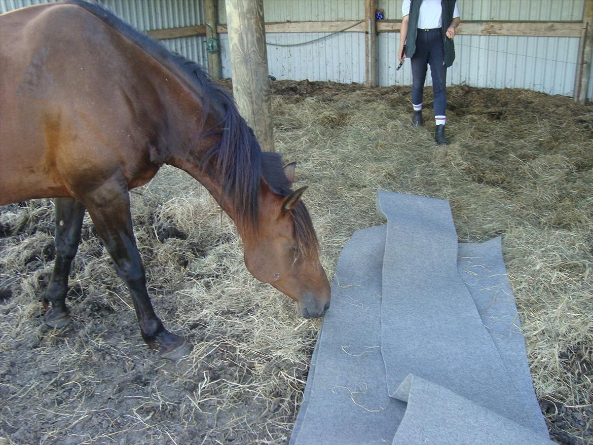 Vores billedebog. - Da Kaliber var heelet op, kørte vi ind til den lokale boligforretning og fik foræret nogle guldtæpperester. Vi satte det op i læskuret, da vi havde fundet ud af, at han havde banket hovedet op i læskuret flere gange. Efter gulvtæppet er kommet op, har han ikke haft flere sår i hovedet :-D billede 8