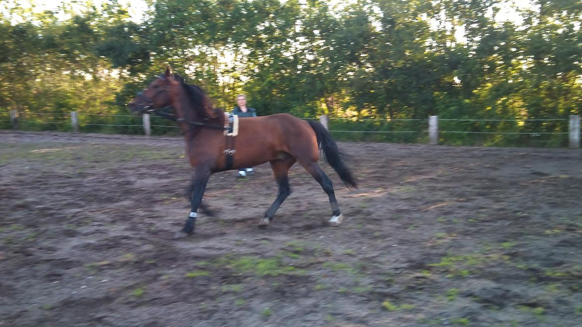 Vores billedebog. - Kaliber i longen for første gang med indspændinger. Han har ingen balance. Dette billede er dog kun fra opvarmningen, og han er ikke spændt ind! Han gik meget pænere, da jeg overtog! :-D Men det har jeg ingen billeder af :/ billede 9