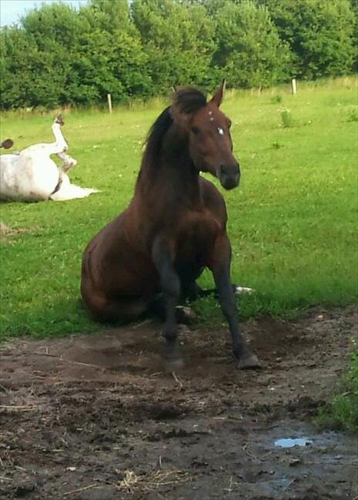 Vores billedebog. - Thihihi xD Han kan altid få smilet frem på mine læber :-D Han er sådan en underlig hest, som jeg bare holder af :-D<3 billede 11