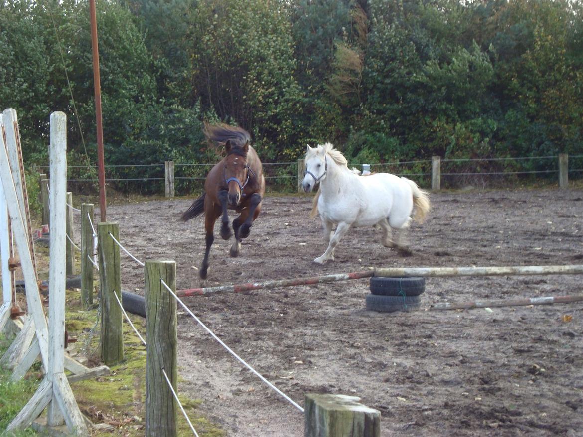 Vores billedebog. - Vi løsspringer også :-D  billede 14