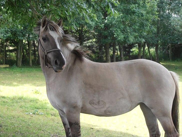 50 dage på HesteGalleri - Dag 1: Et billede af din part/hest og 10 faktaer om dig og 10 om din hest:
Mig: 1) Mit navn er Sarah 2) Jeg er 14 år gammel 3) Jeg har reddet siden oktober 2010 4) Har haft en halvpart ved navn Pippi 5) Jeg bor i Nordjylland 6) Nu rider jeg den skønne Blakken 7) Jeg er 157cm høj 8) Jeg elsker en god skovtur 9) Jeg beundre alle de bidløse rytter 10) Drømmer om en dag selv at kunne ride bidløst.
Blakken: 1) Hun er 4 år gammel 2) Hun er 137cm høj 3) Hun er halv fjordhest og halv sportspony 4) Hun har nogle smukke zebrastriber på benene 5) Hun har den smukkeste musegrå farve 6) Hendes bedste ven er shetlænderen Klavs 7) Hun kan pt Kysse og Smile på kommando 8) Hun er meget rolig 9) Elsker en god skovtur 10) Hun er født hos Navnsø Heste :-) billede 1