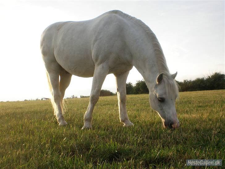 50 dage på hestegalleri :) - Dag 38: Et billede af en pony/hest du aldrig glemmer - Gammelgangs Gordon! Han er ponyen, der har lært mig og ride. Han er bare den sødeste pony, selvom han godt kan bukke en smule. Gordon knytter sig meget til en rytter, og det har resulteret i at jeg for nylig har hørt at ejeren overvejer at aflive ham, fordi der ikke er nogen, der kan ride ham :((  billede 38