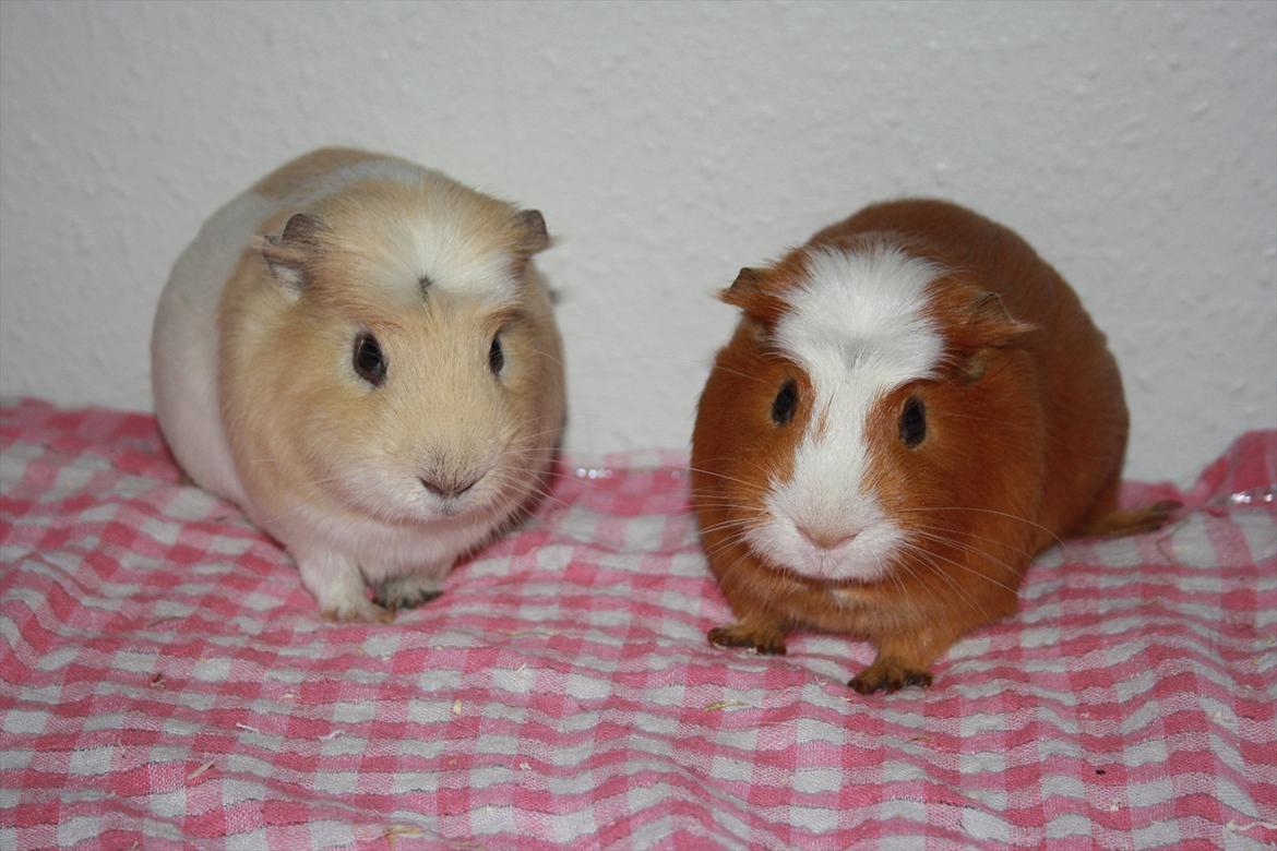 NYTÅRS BILLEDER :D - Buller og Tot <3 billede 2