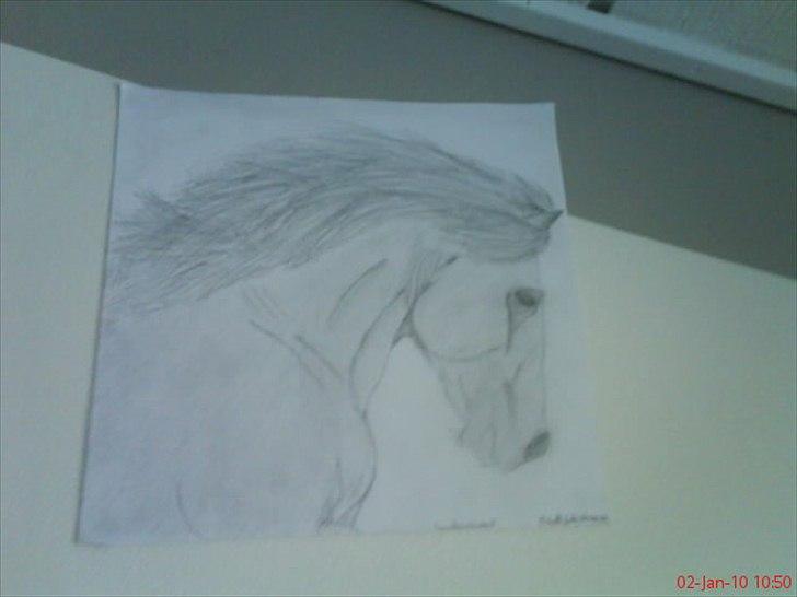 Nogle af mine tegninger :) - Lusitano hingst! :)  billede 4
