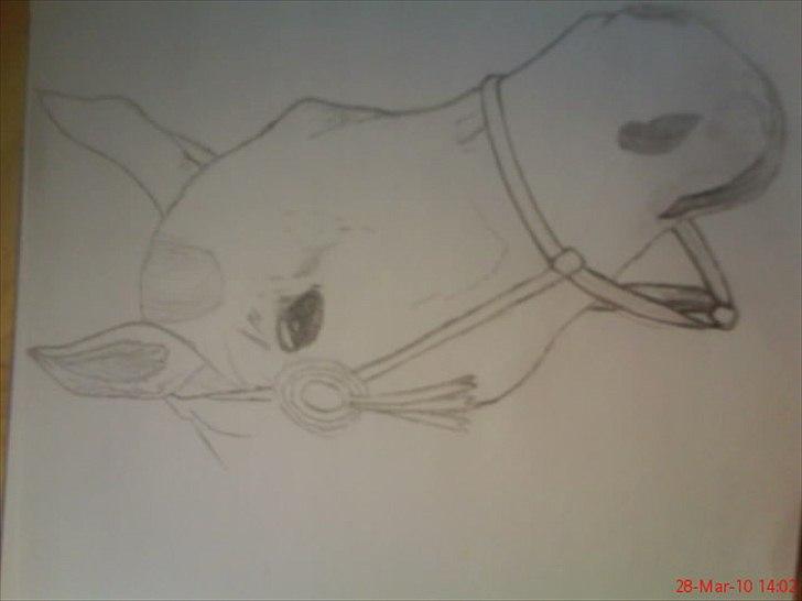 Nogle af mine tegninger :) - Den første 'Hest' jeg red på :) billede 5