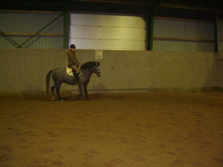 Zafir rider hjemme - Trav <3 billede 7
