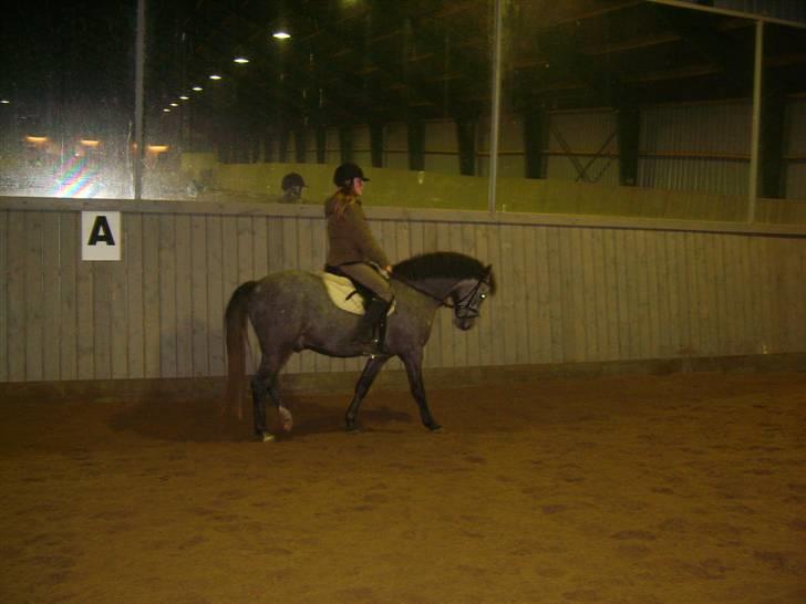 Zafir rider hjemme - Trav billede 8