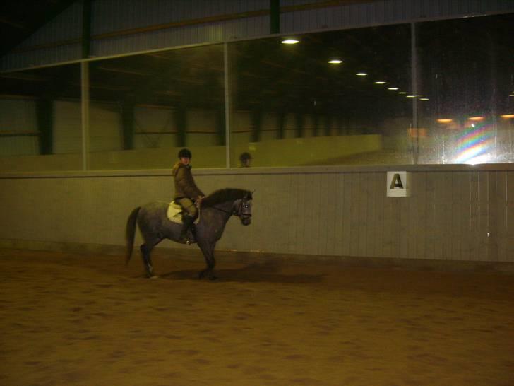 Zafir rider hjemme - Trav <3 billede 11