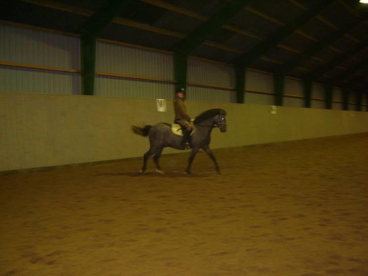 Zafir rider hjemme - Trav <33
 billede 12