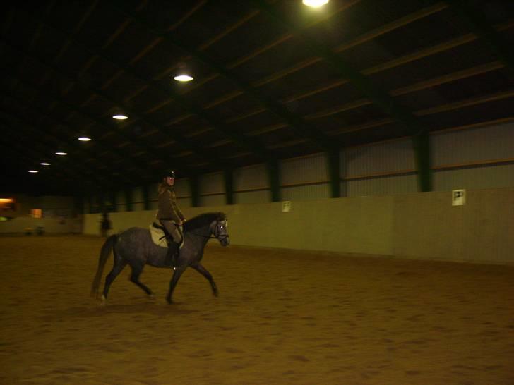 Zafir rider hjemme - Trav <33 billede 13