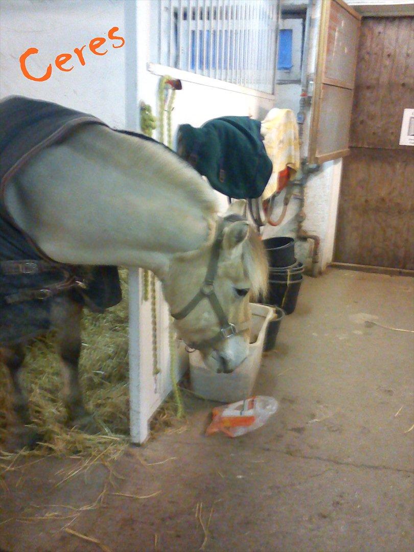 Ebberup rideklub ( EBR ) * Den bedste rideskole ever* - *KLUBHEST* Ceres :D billede 1