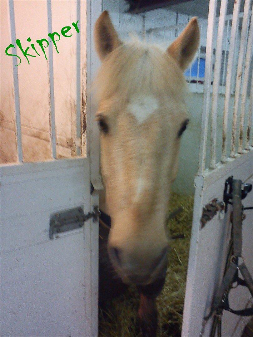 Ebberup rideklub ( EBR ) * Den bedste rideskole ever* - *KLUBHEST* Skipper :D billede 2