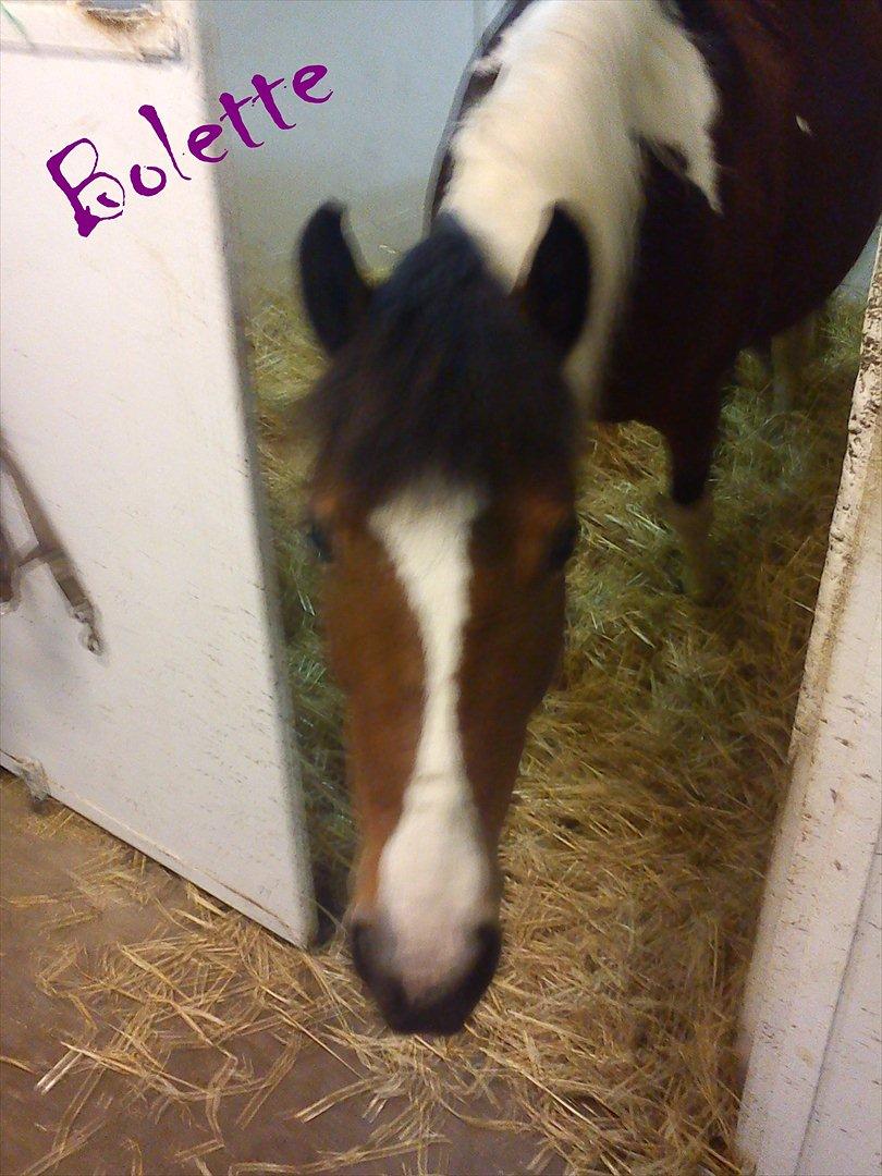 Ebberup rideklub ( EBR ) * Den bedste rideskole ever* - *KLUBHEST* Bolette :D billede 3