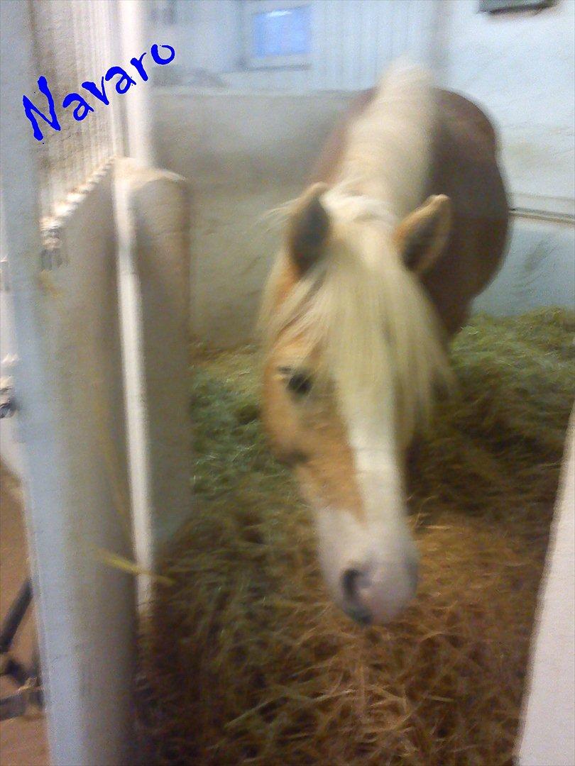 Ebberup rideklub ( EBR ) * Den bedste rideskole ever* - *KLUBHEST* Navaro :D billede 4