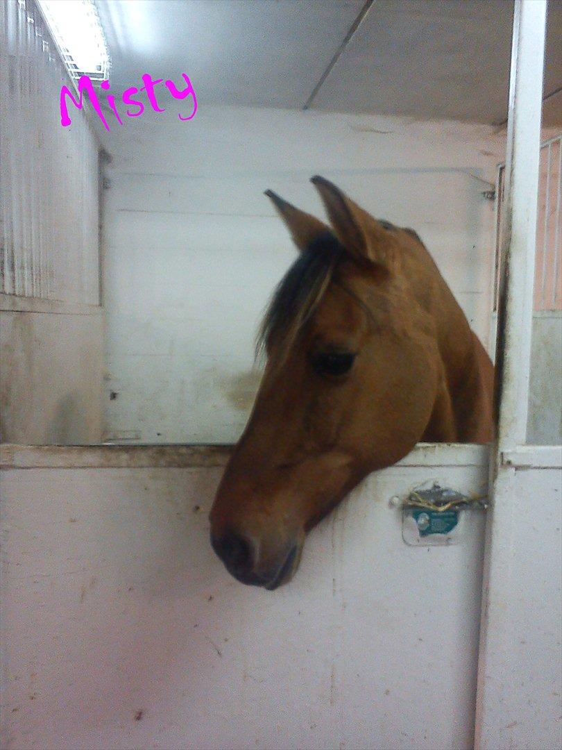 Ebberup rideklub ( EBR ) * Den bedste rideskole ever* - *KLUBHEST* Misty :D billede 6