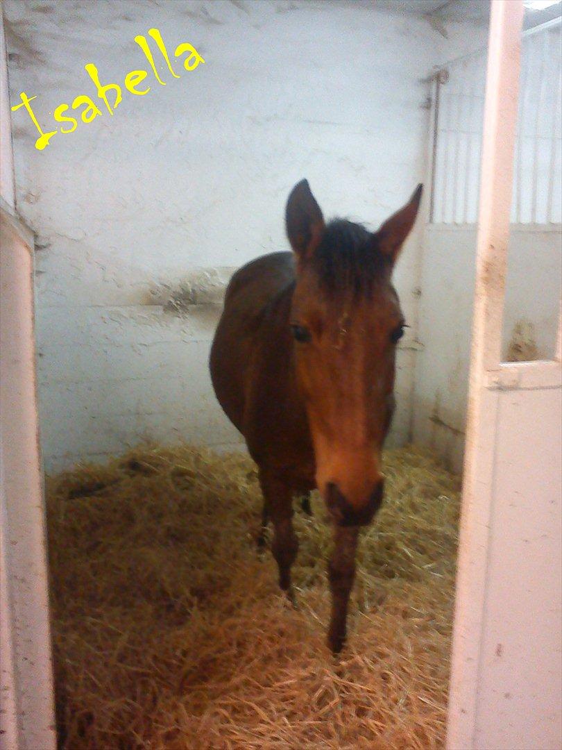 Ebberup rideklub ( EBR ) * Den bedste rideskole ever* - *KLUBHEST* Isabella :D billede 7