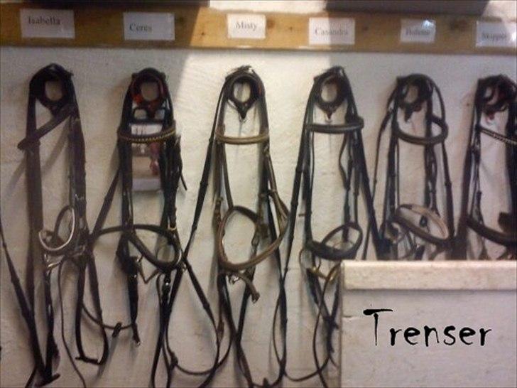 Ebberup rideklub ( EBR ) * Den bedste rideskole ever* - *TRENSER* billede 14